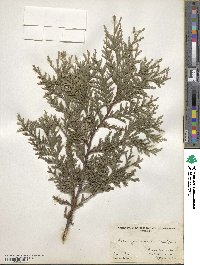 Xanthocyparis nootkatensis image