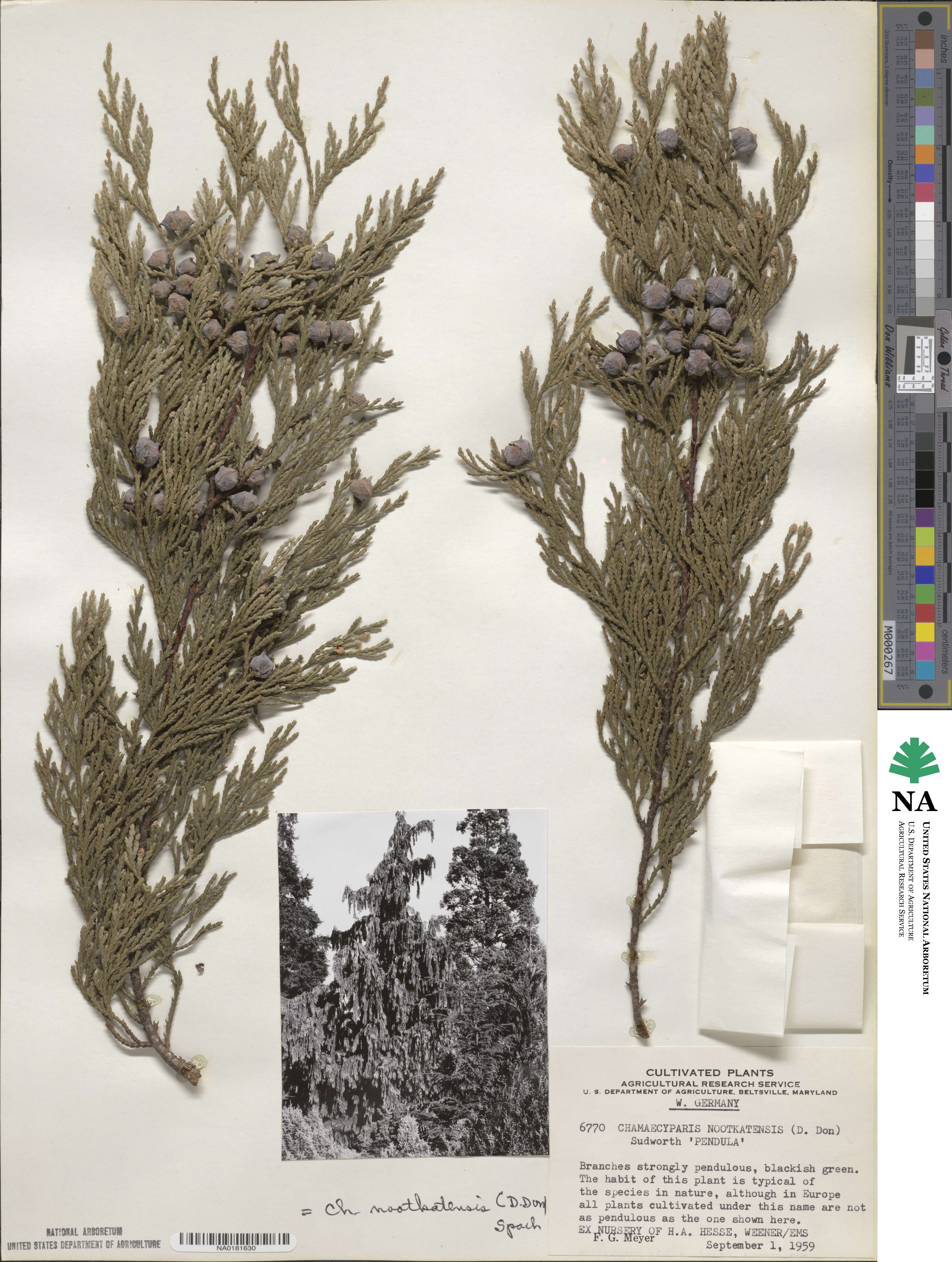Xanthocyparis nootkatensis image