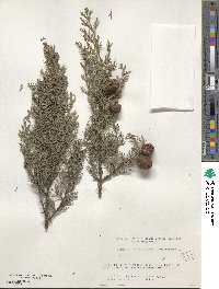 Cupressus sempervirens image