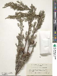 Cupressus sempervirens image