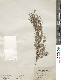 Cupressus sempervirens image