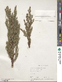 Cupressus sempervirens image