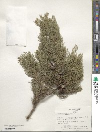 Cupressus sempervirens image