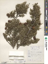 Cupressus sempervirens image