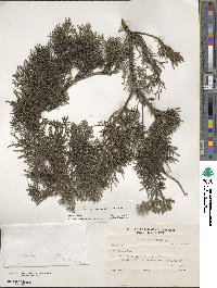 Cupressus sempervirens image