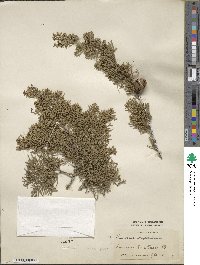 Cupressus sempervirens image