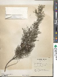 Cupressus sempervirens image