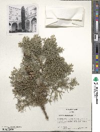 Cupressus sempervirens image