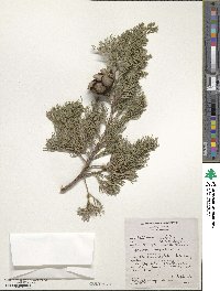 Cupressus sempervirens image