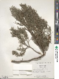 Cupressus sempervirens image