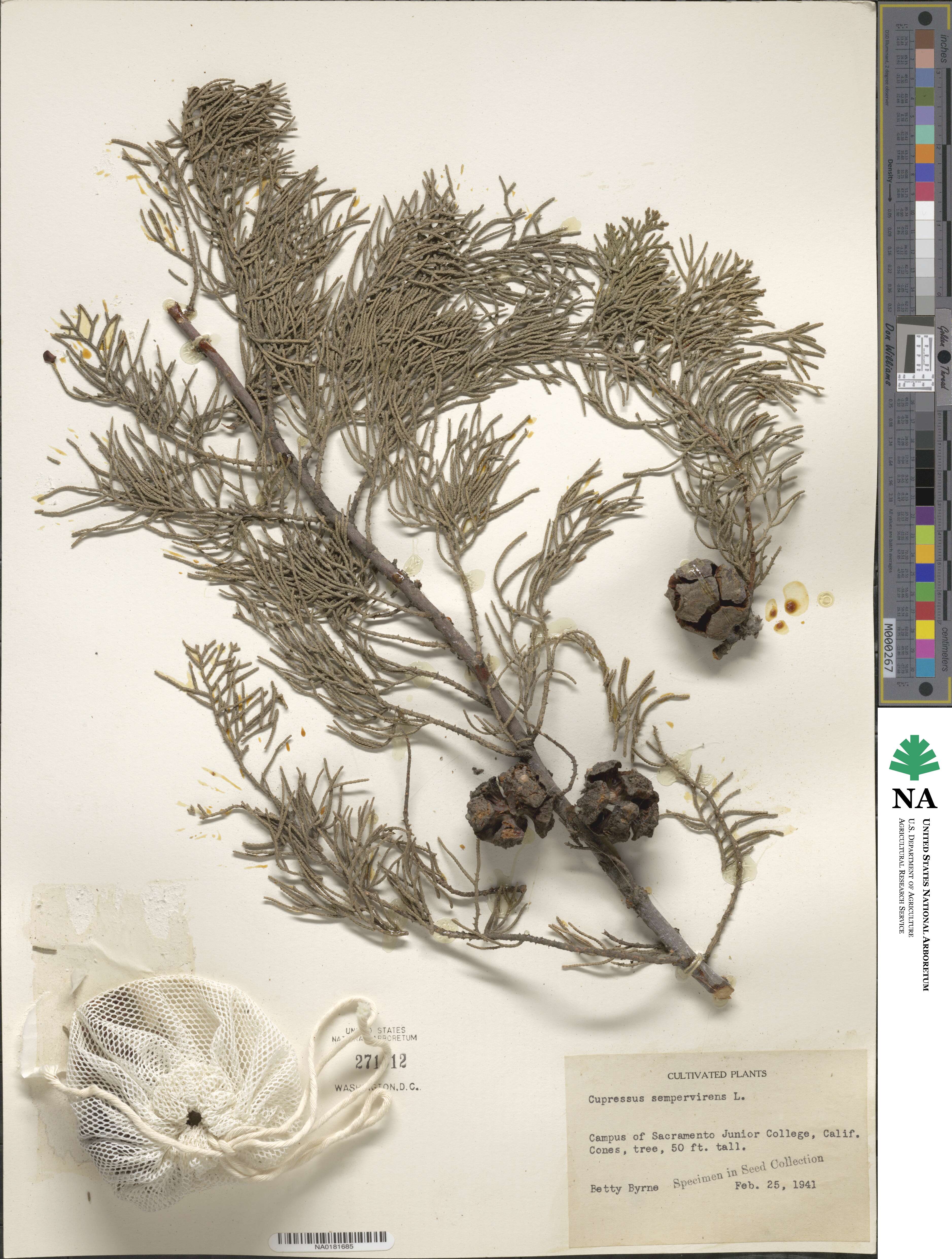 Cupressus sempervirens image