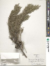 Cupressus sempervirens image