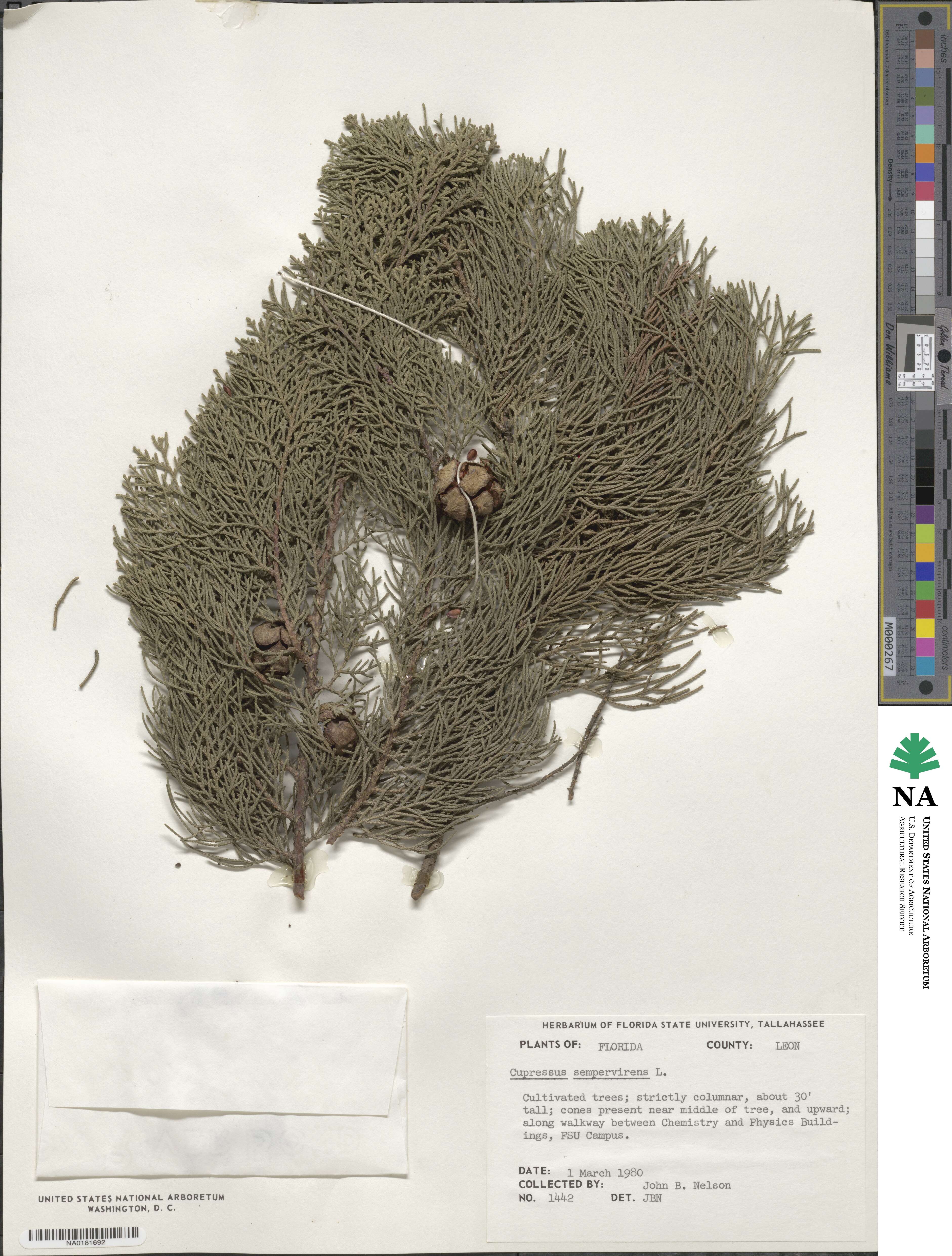 Cupressus sempervirens image
