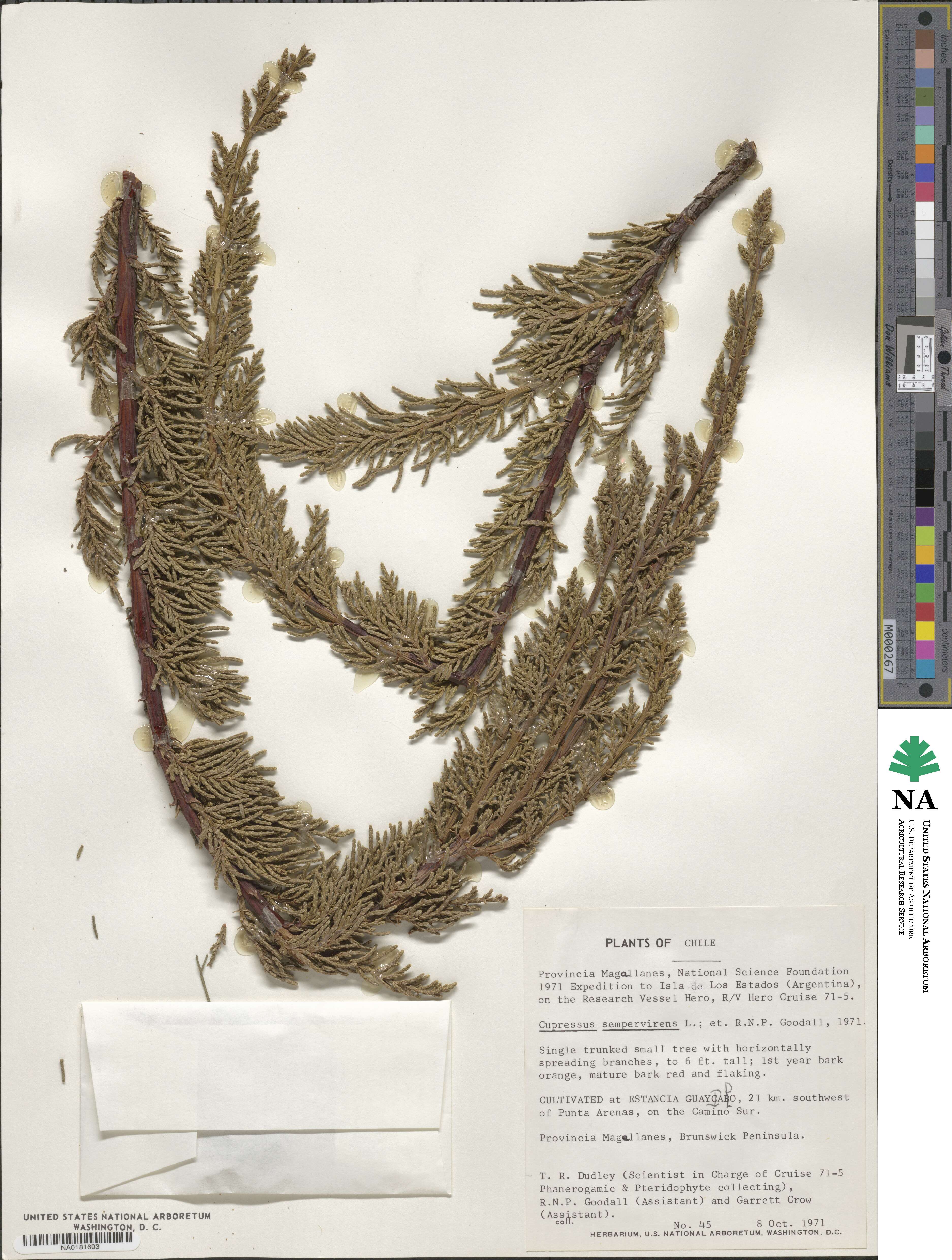 Cupressus sempervirens image