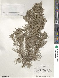 Cupressus sempervirens image