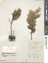 Cupressus sempervirens image