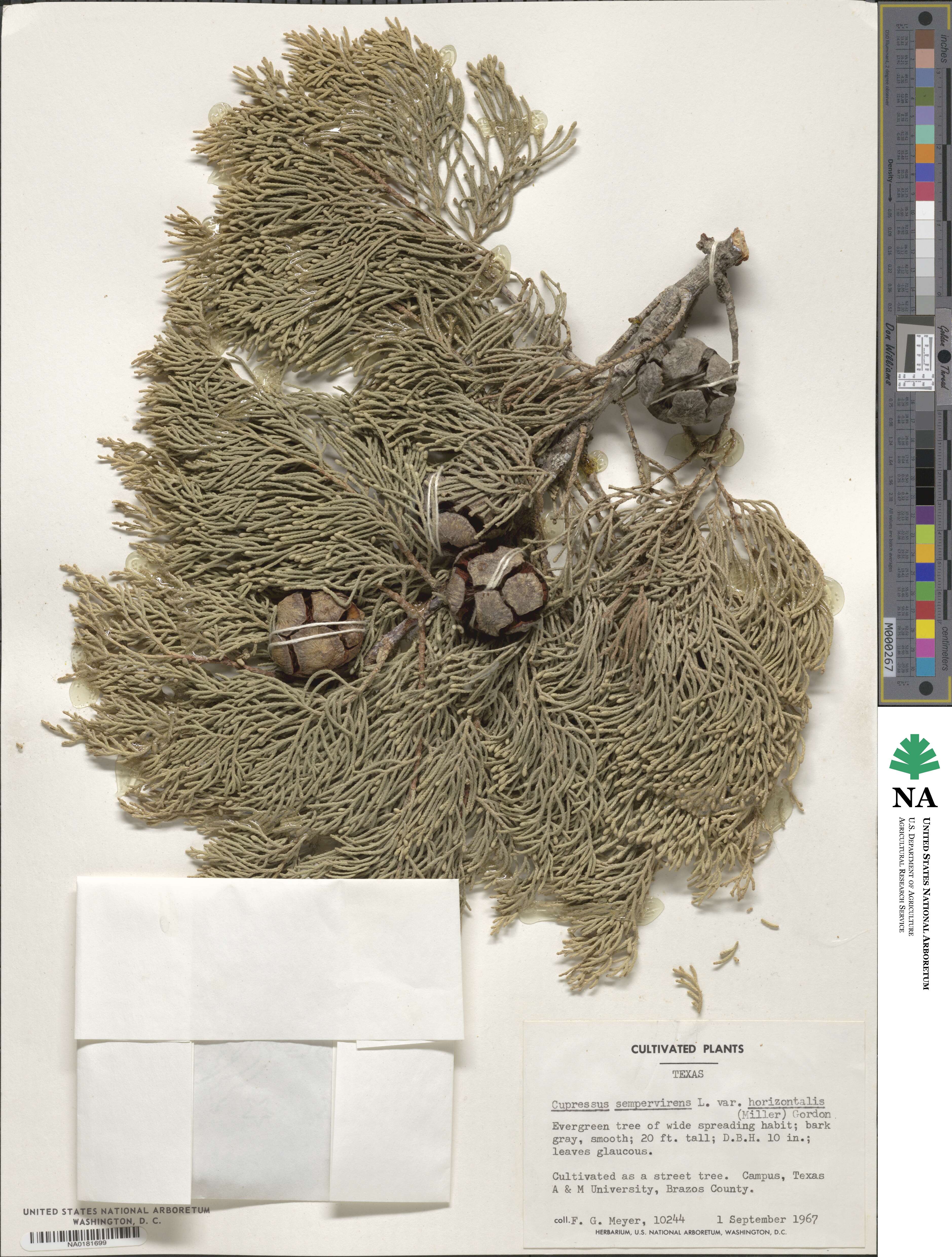 Cupressus sempervirens image