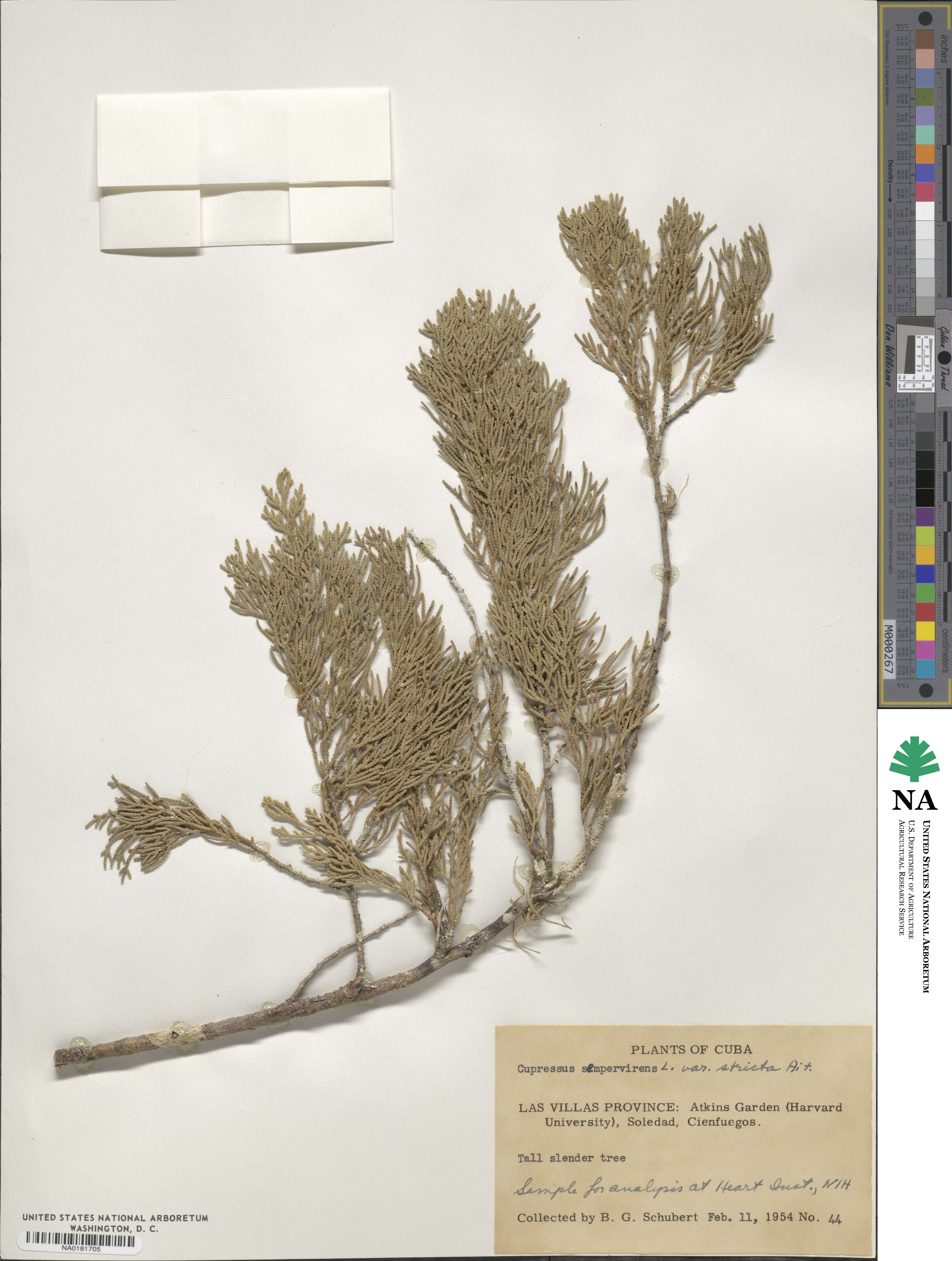 Cupressus sempervirens var. stricta image