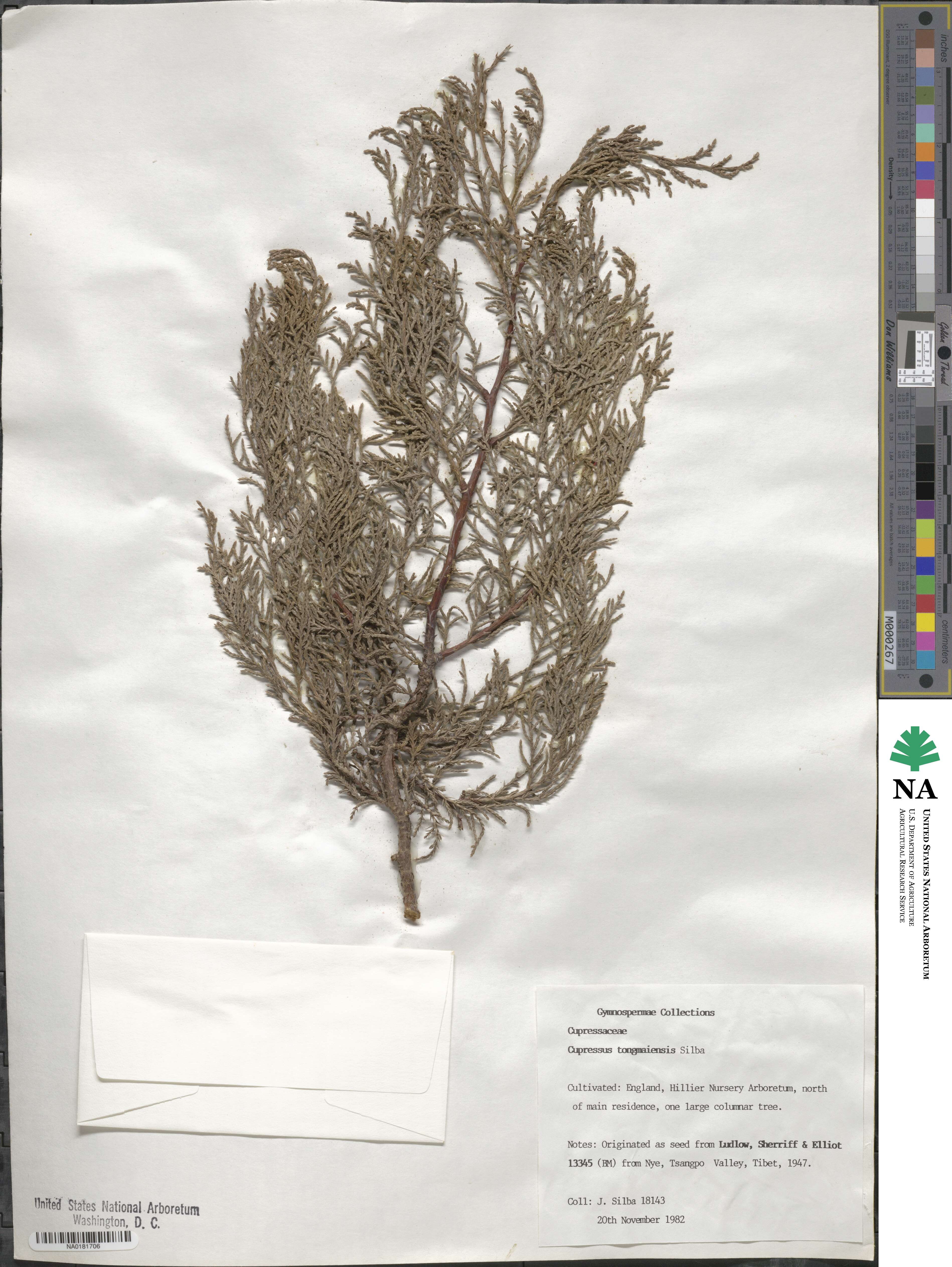 Cupressus torulosa var. torulosa image