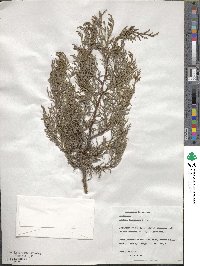 Cupressus torulosa var. torulosa image