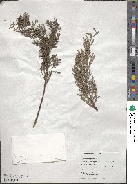 Cupressus torulosa image