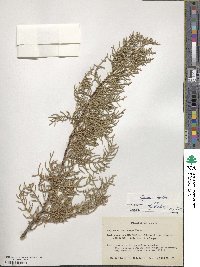 Cupressus torulosa image