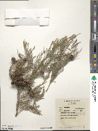 Cupressus torulosa image