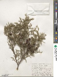 Cupressus torulosa image