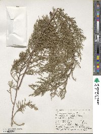 Cupressus torulosa image