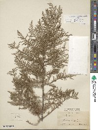 Cupressus torulosa image