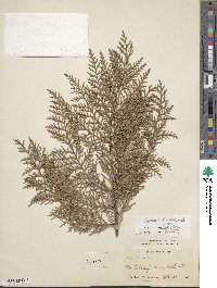 Cupressus torulosa image