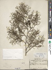 Cupressus torulosa image