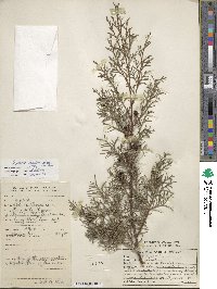 Cupressus torulosa image