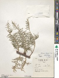 Cupressus torulosa image