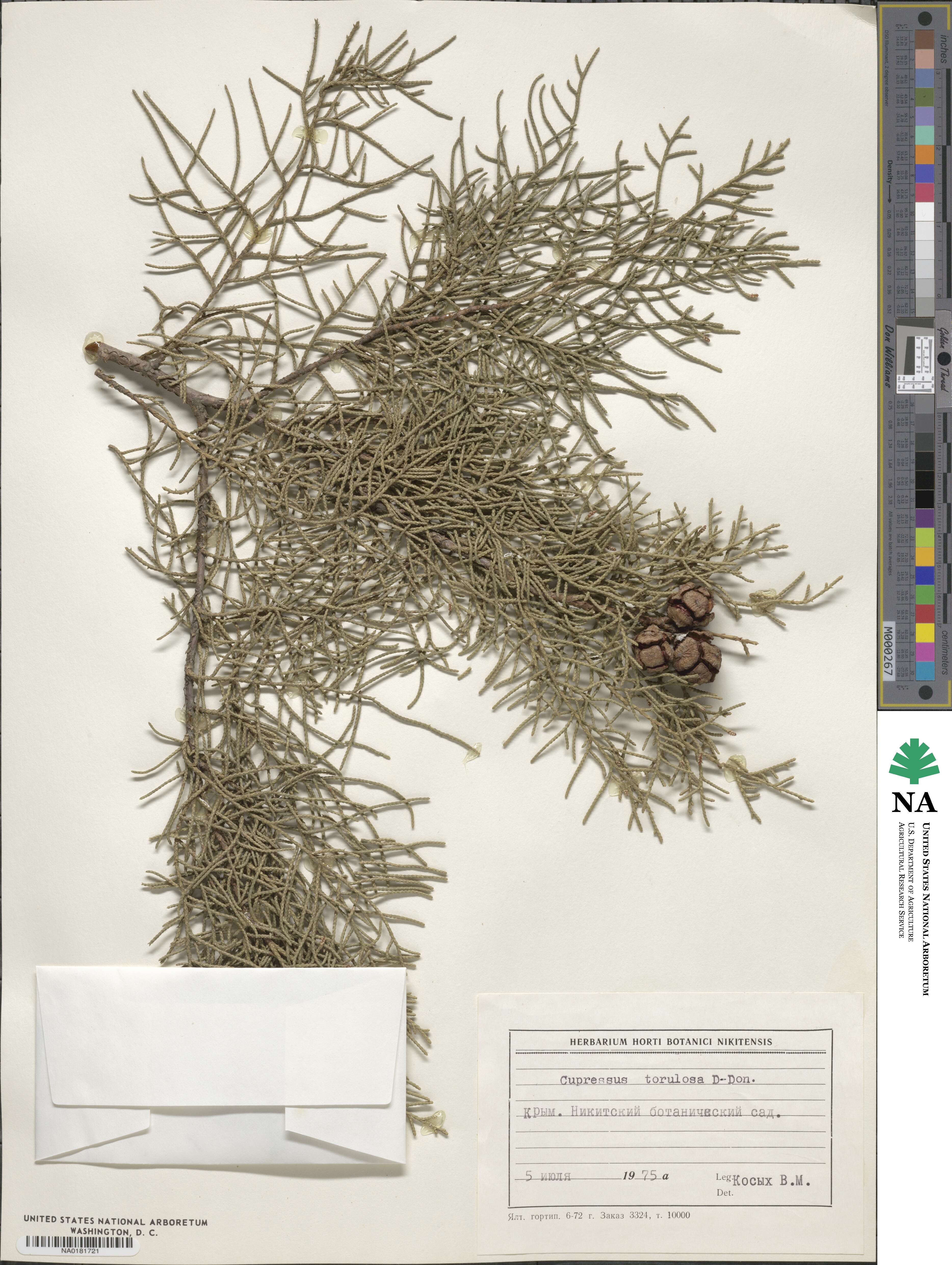 Cupressus torulosa image