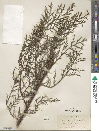 Cupressus torulosa image