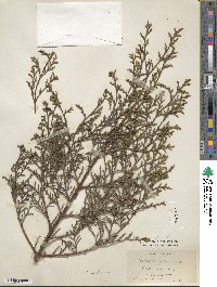 Cupressus torulosa image