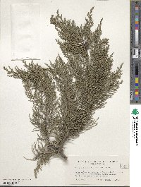 Cupressus torulosa image