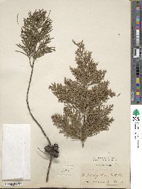 Cupressus torulosa image