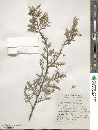 Cupressus torulosa image