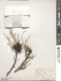 Cupressus torulosa image