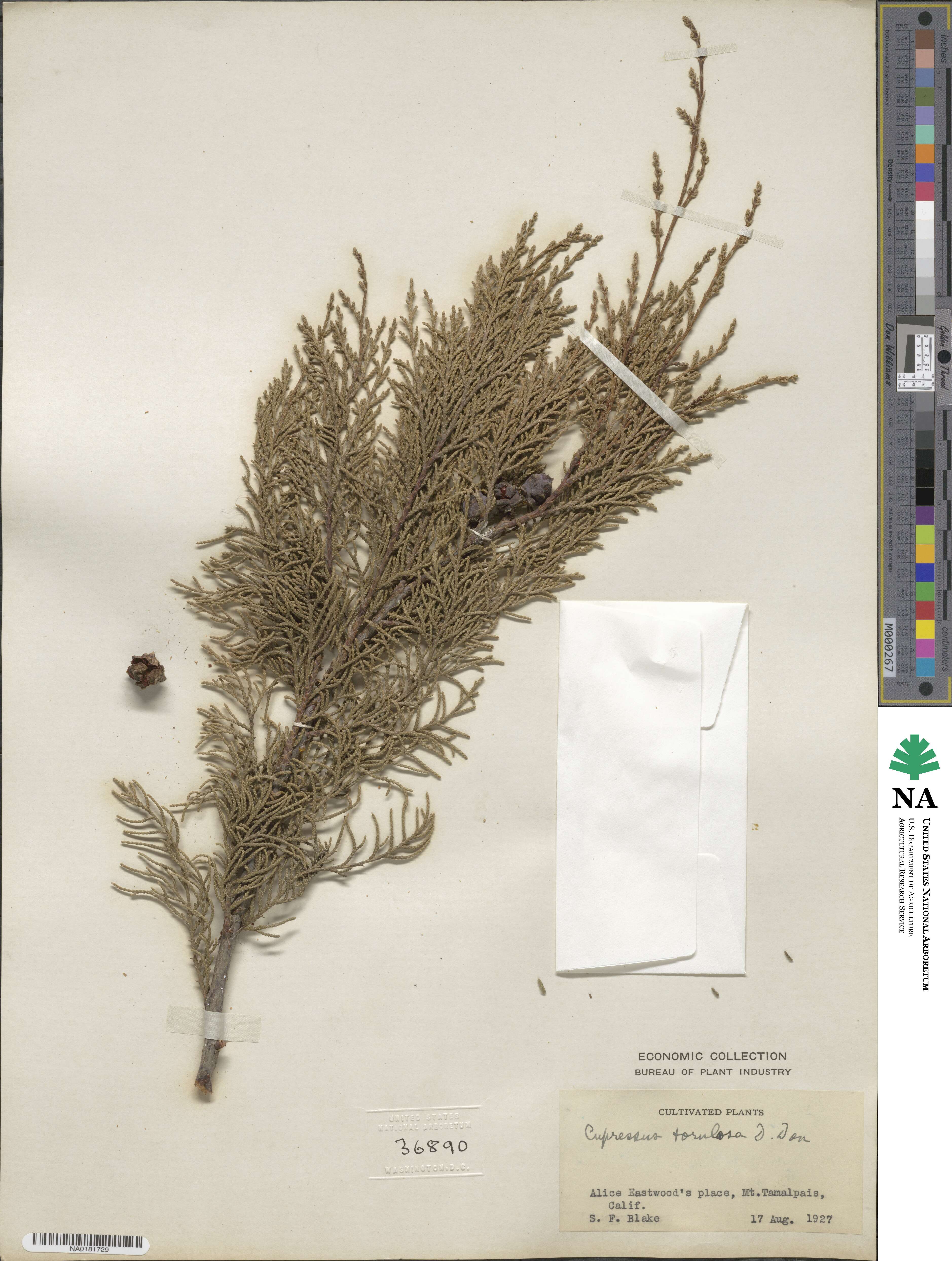 Cupressus torulosa image
