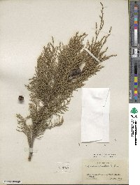 Cupressus torulosa image