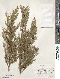 ×Hesperotropsis leylandii image