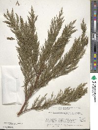 ×Hesperotropsis leylandii image