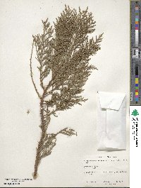 ×Hesperotropsis leylandii image