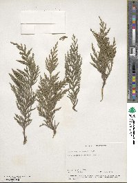 ×Hesperotropsis leylandii image