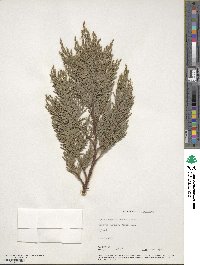 ×Hesperotropsis leylandii image