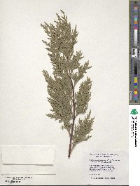 ×Hesperotropsis leylandii image