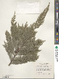 ×Hesperotropsis leylandii image